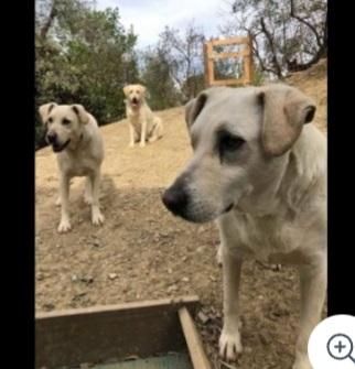 Mix Labrador femmina 4anni NESSUNO LA NOTA! TOSCANA Foto 3
