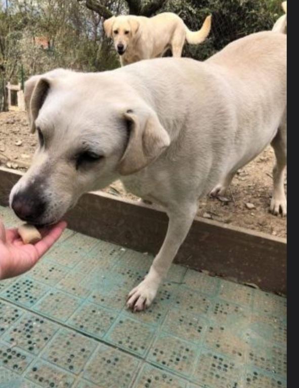 Mix Labrador femmina 4anni NESSUNO LA NOTA! TOSCANA Foto 4