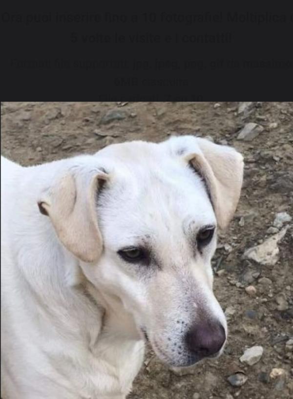 Mix Labrador femmina 4anni NESSUNO LA NOTA! TOSCANA Foto 5