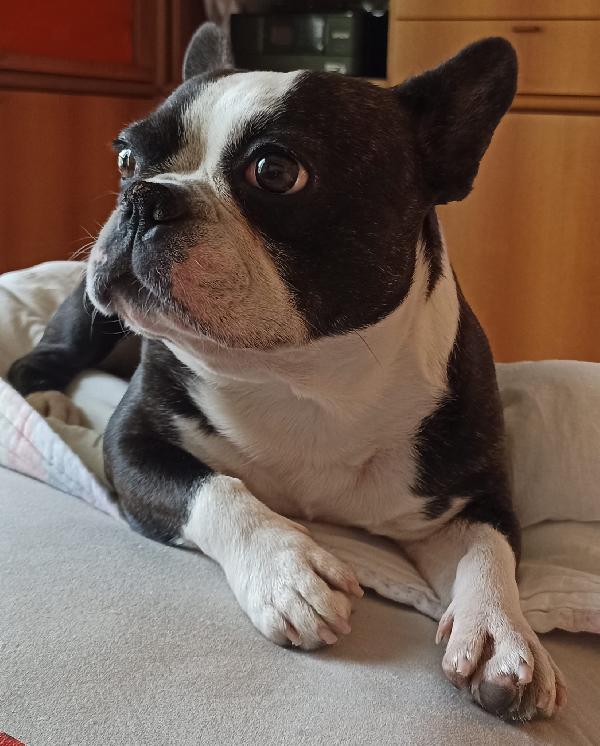Mulan Splendida Bulldog Francese A Milano Cerca Famiglia 