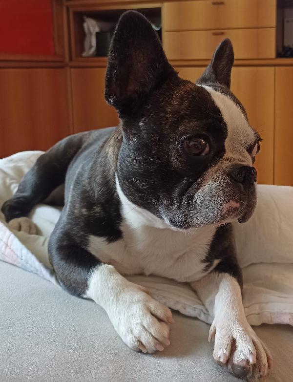 MULAN SPLENDIDA BULLDOG FRANCESE A MILANO CERCA FAMIGLIA  Foto 2