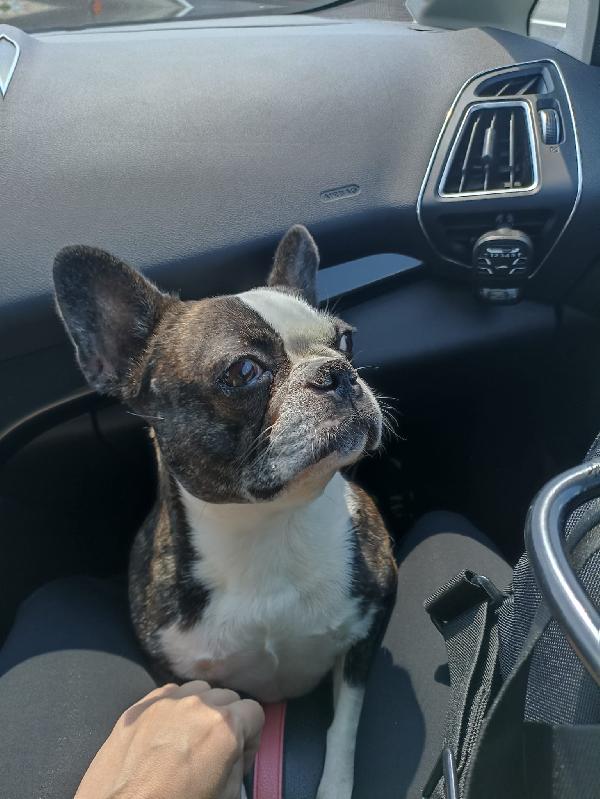 MULAN SPLENDIDA BULLDOG FRANCESE A MILANO CERCA FAMIGLIA  Foto 3