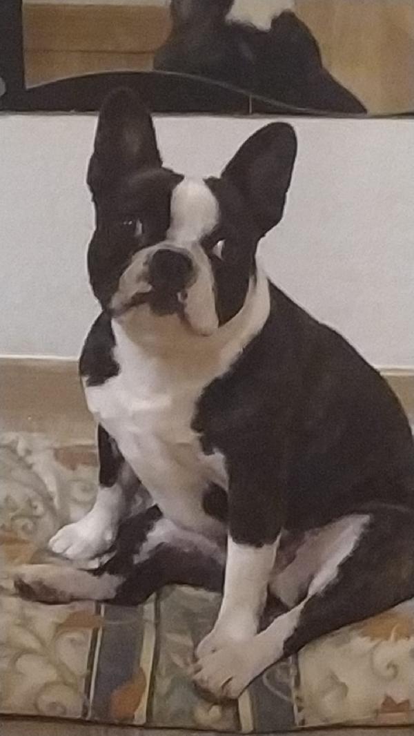 MULAN SPLENDIDA BULLDOG FRANCESE A MILANO CERCA FAMIGLIA  Foto 4