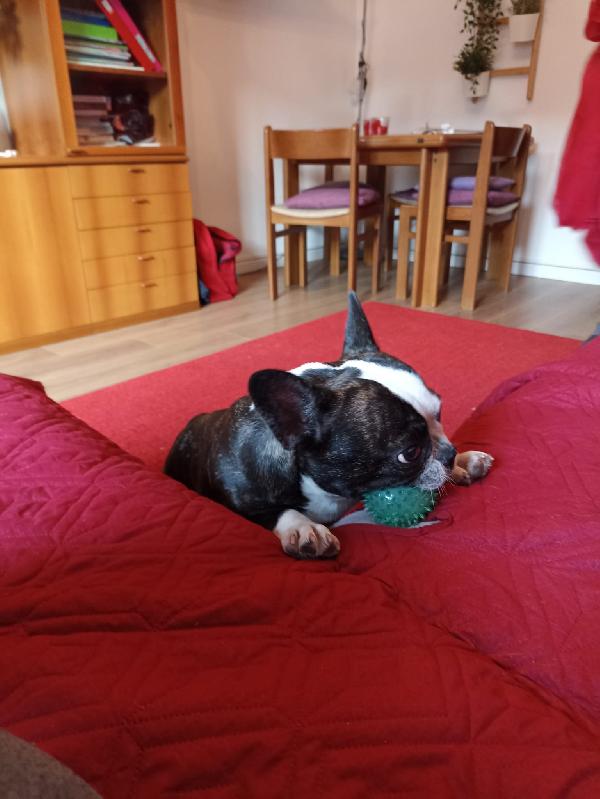 MULAN SPLENDIDA BULLDOG FRANCESE A MILANO CERCA FAMIGLIA  Foto 5