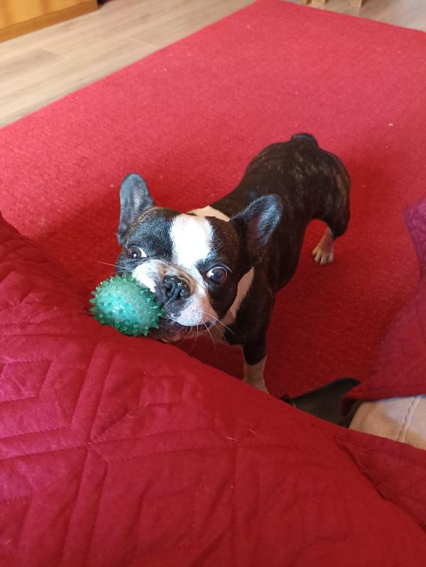 MULAN SPLENDIDA BULLDOG FRANCESE A MILANO CERCA FAMIGLIA  Foto 6