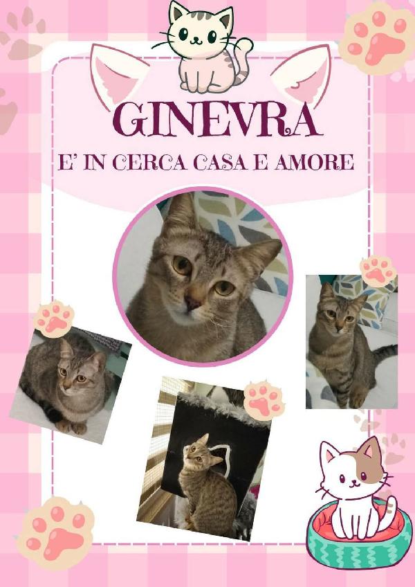 Ginevra , Dolce Micia In Adozione!