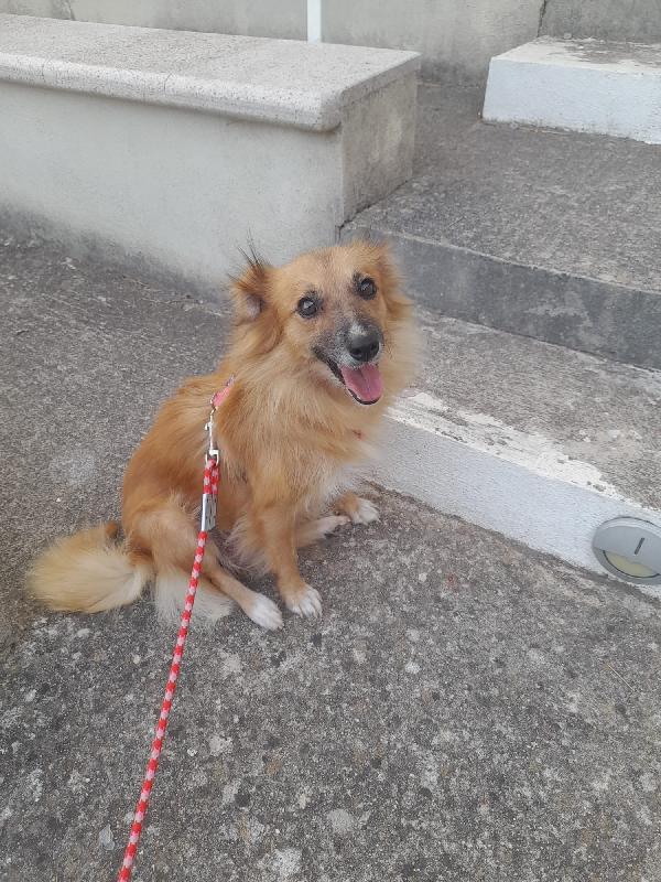 Mia Dolcissima Mamma Simil Volpino Cerca Famiglia 