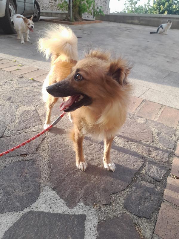 MIA DOLCISSIMA MAMMA SIMIL VOLPINO CERCA FAMIGLIA  Foto 2