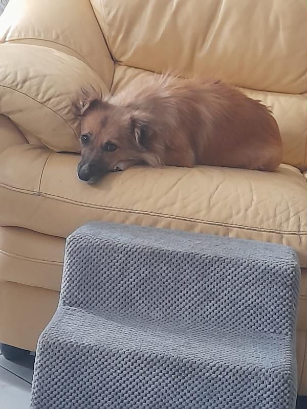 MIA DOLCISSIMA MAMMA SIMIL VOLPINO CERCA FAMIGLIA  Foto 4