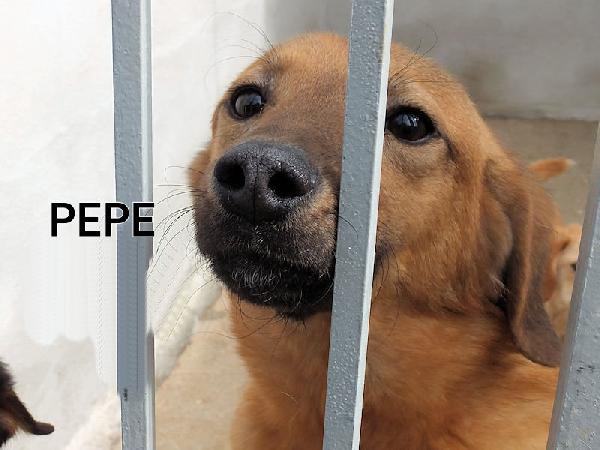 Pepe Foto 9