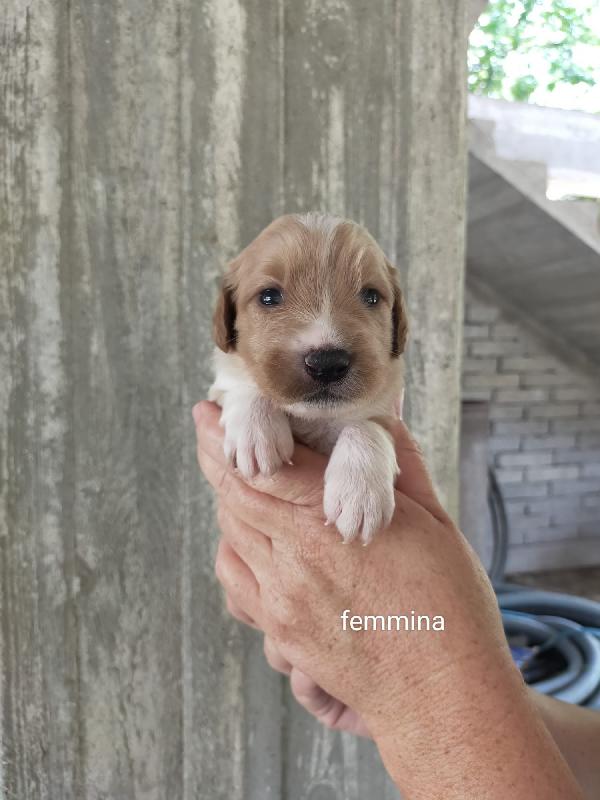 Cucciolo Incrocio Breton 
