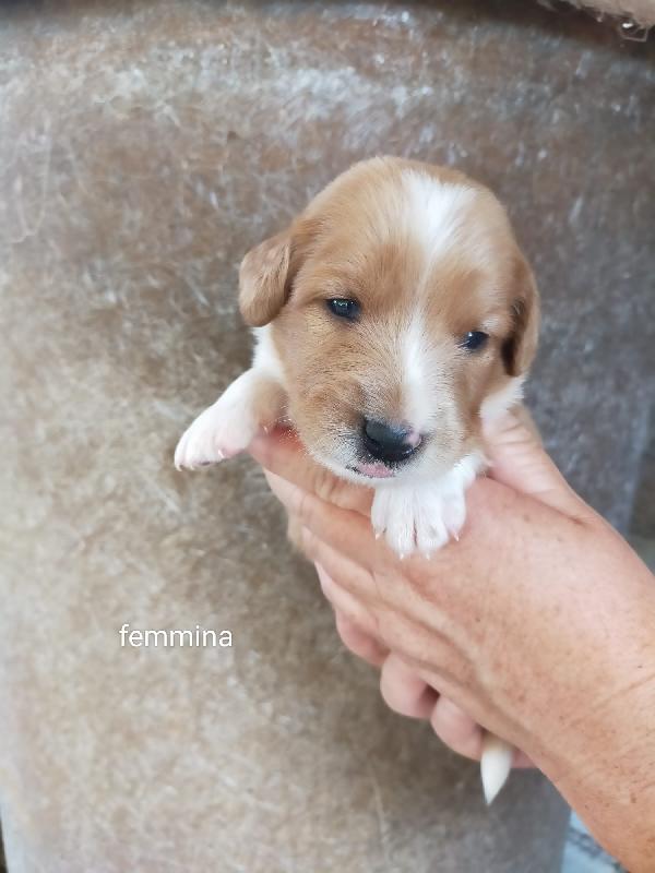 Cucciolo incrocio breton  Foto 2