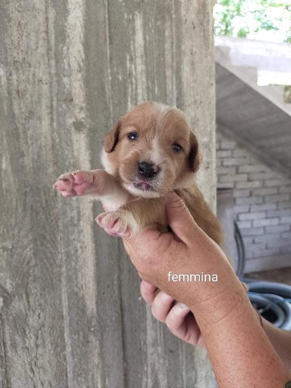 Cucciolo incrocio breton  Foto 4