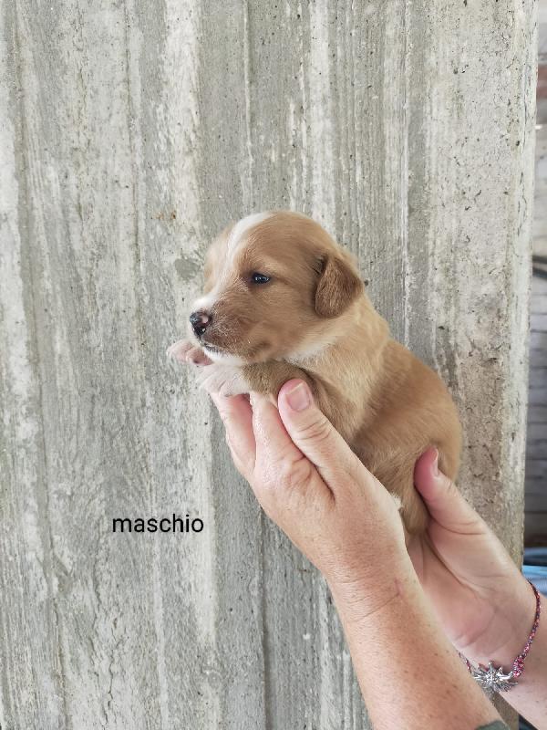 Cucciolo incrocio breton  Foto 6