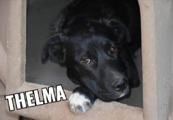 Thelma 5/6Anni Nera Invisibile! Sicilia