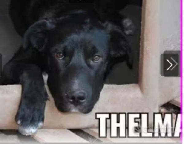 Thelma 5/6anni nera INVISIBILE! SICILIA Foto 2
