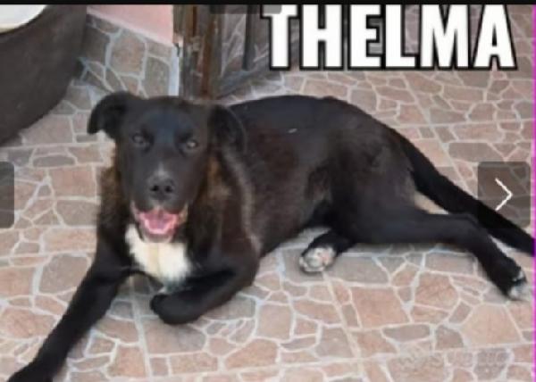 Thelma 5/6anni nera INVISIBILE! SICILIA Foto 3