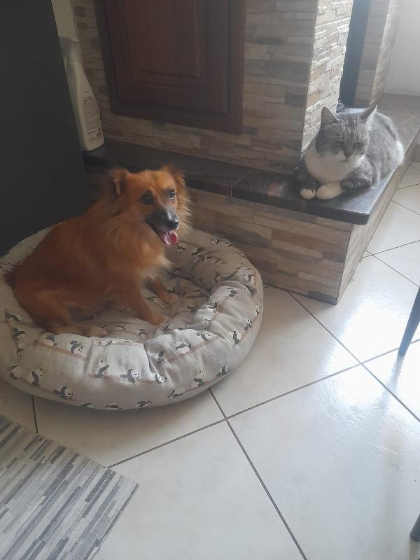 Mia dolce mamma simil volpino cerca la sua famiglia Foto 4