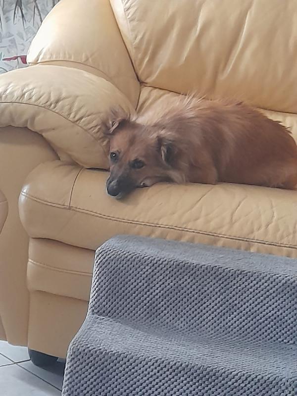 Mia dolce mamma simil volpino cerca la sua famiglia Foto 6