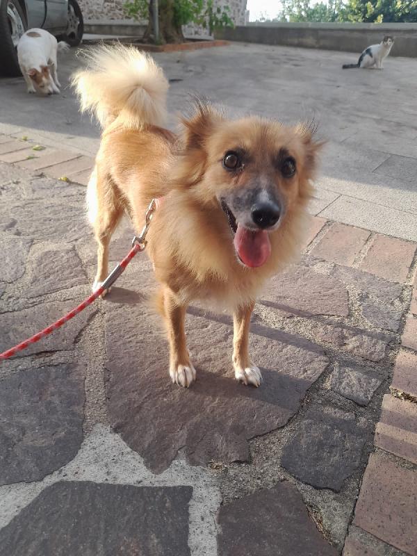 Mia dolce mamma simil volpino cerca la sua famiglia Foto 8