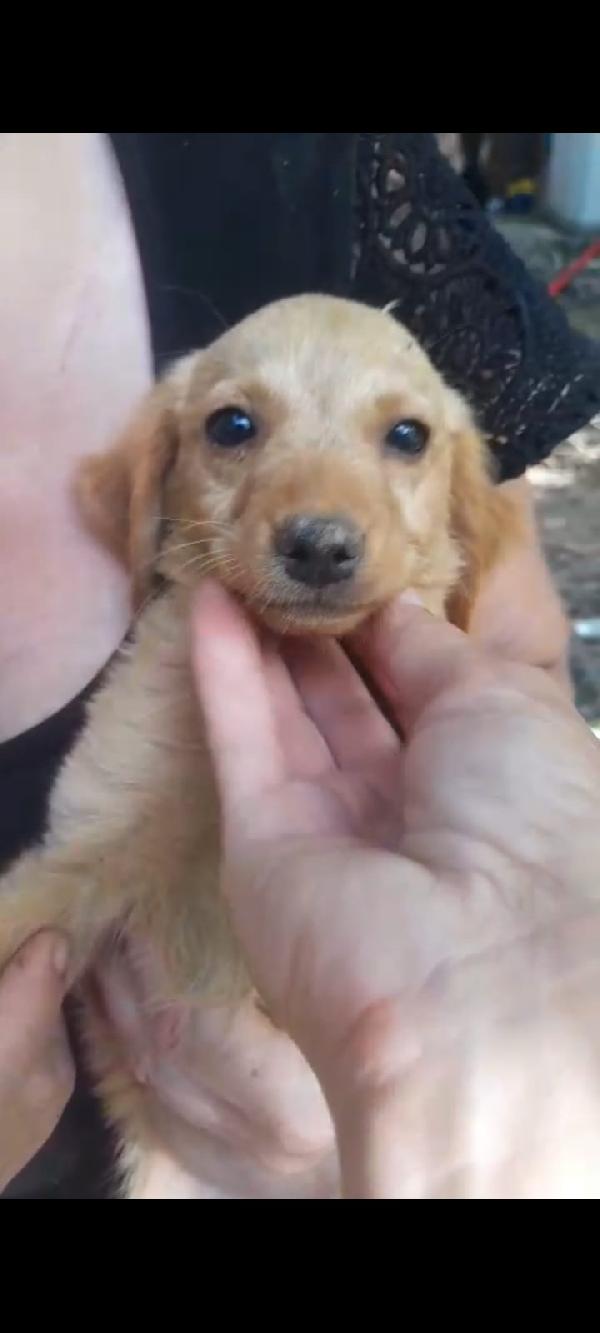 Nana’ tenera dolce cucciolina cerca famiglia Foto 2