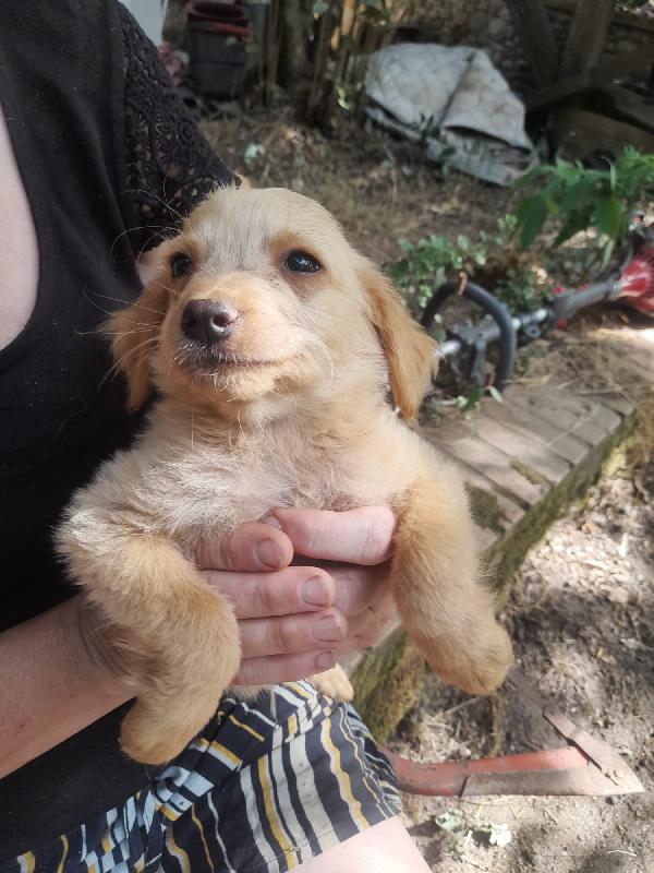 Penny splendido dolce cucciolo cerca famiglia Foto 2