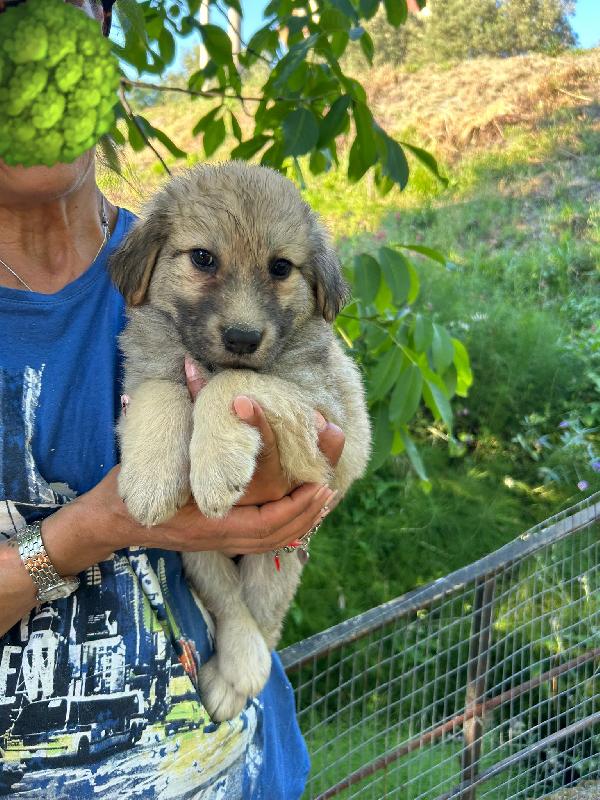 Sos stallo adozione Pallina dolce cucciola Foto 3