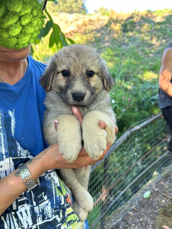 Sos stallo adozione Pallina dolce cucciola Foto 4