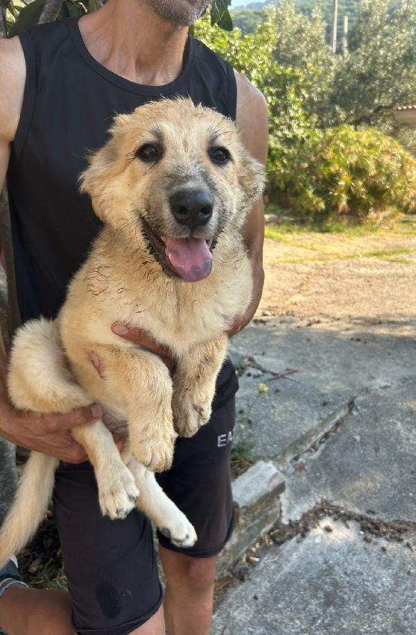 Sos stallo adozione Pallina dolce cucciola Foto 5