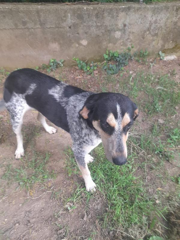 Romeo giovane cagnolino Sos stallo adozione Foto 3