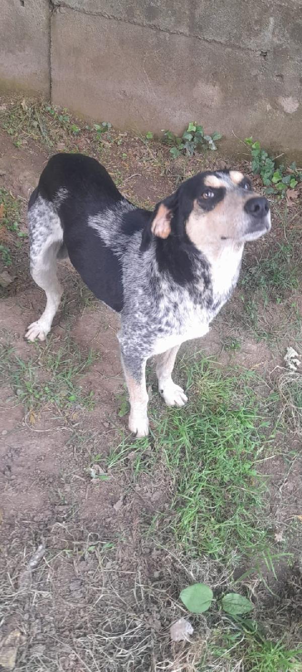 Romeo giovane cagnolino Sos stallo adozione Foto 5