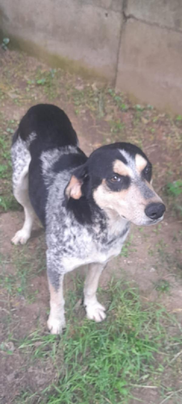 Romeo giovane cagnolino Sos stallo adozione Foto 6