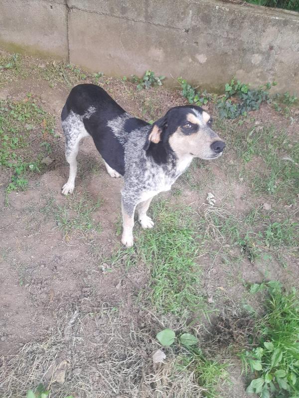 Romeo giovane cagnolino Sos stallo adozione Foto 7
