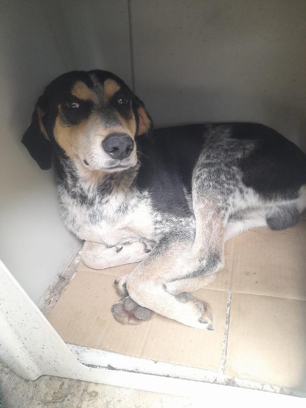 Romeo giovane cagnolino Sos stallo adozione Foto 8
