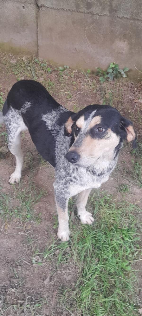 Romeo giovane cagnolino Sos stallo adozione Foto 9