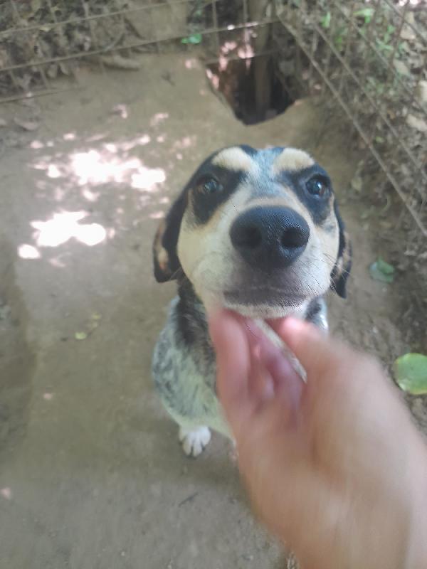 Romeo giovane cagnolino Sos stallo adozione Foto 10