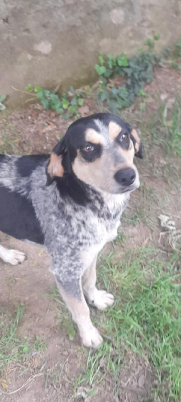 Romeo giovane cagnolino Sos stallo adozione Foto 11