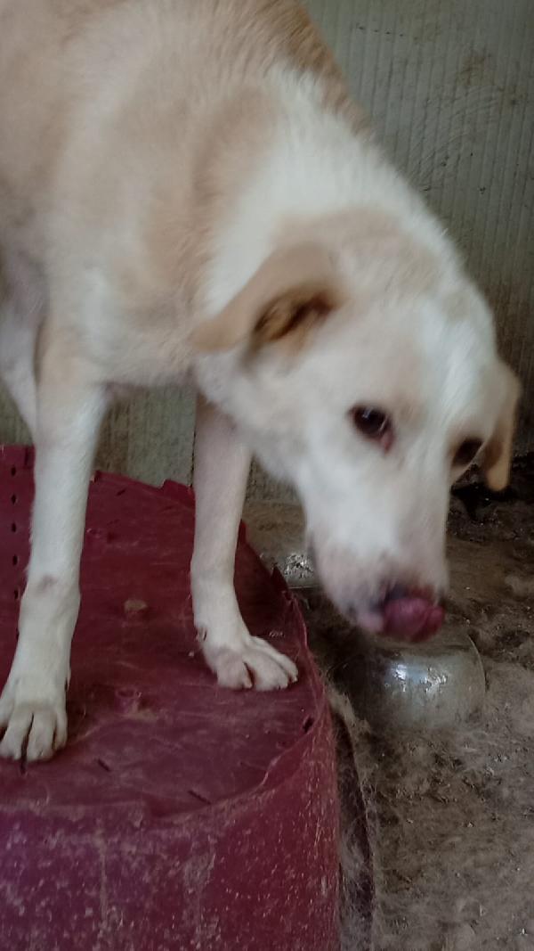 🆘 Berni giovane simil labrador 💔🐕tradito da chi pensavo mi amasse!!!  Foto 2