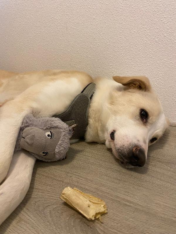 🆘 Berni giovane simil labrador 💔🐕tradito da chi pensavo mi amasse!!!  Foto 3