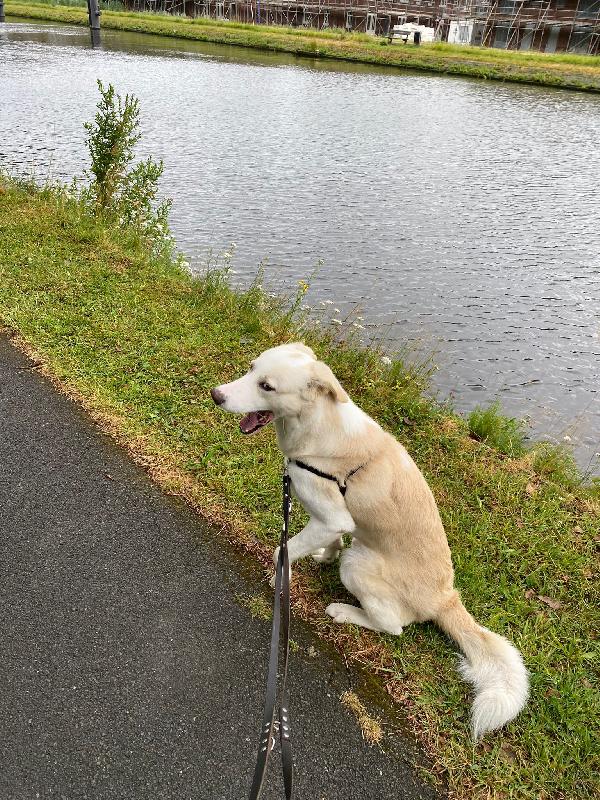 🆘 Berni giovane simil labrador 💔🐕tradito da chi pensavo mi amasse!!!  Foto 4