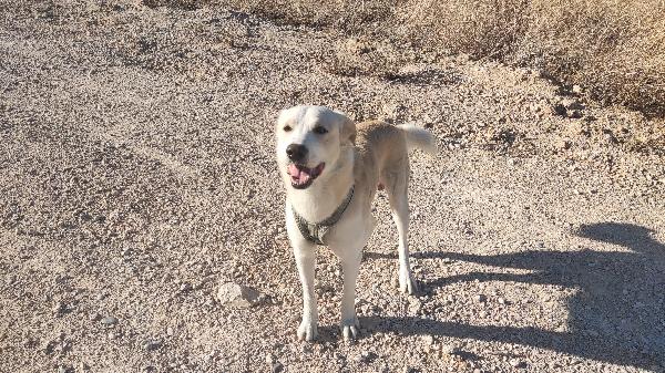 🆘 Berni giovane simil labrador 💔🐕tradito da chi pensavo mi amasse!!!  Foto 5