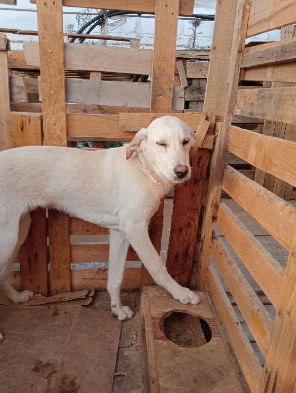 Boris splendido cucciolo cerca casa per sempre  Foto 4