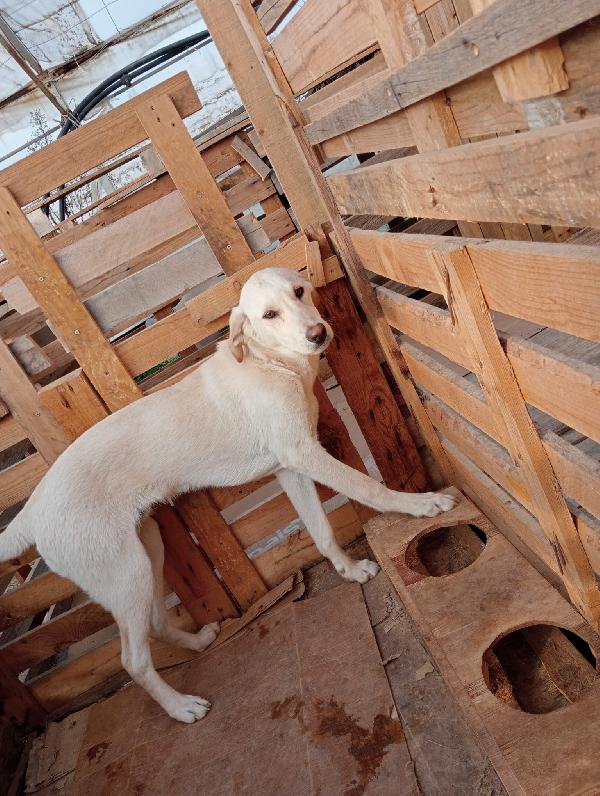Boris splendido cucciolo cerca casa per sempre  Foto 7