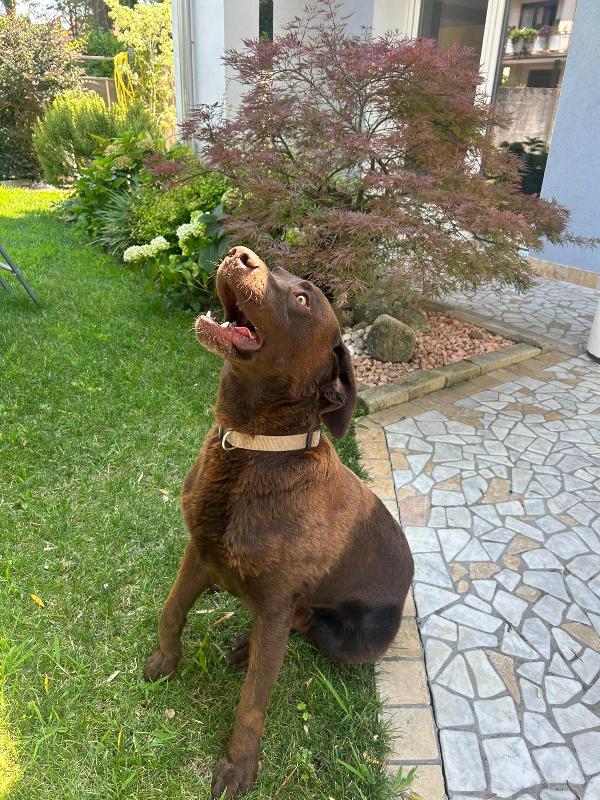 Tommy, Splendido Giovane Labrador Chocolate 