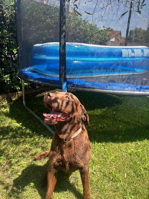 Tommy, splendido giovane Labrador chocolate  Foto 2