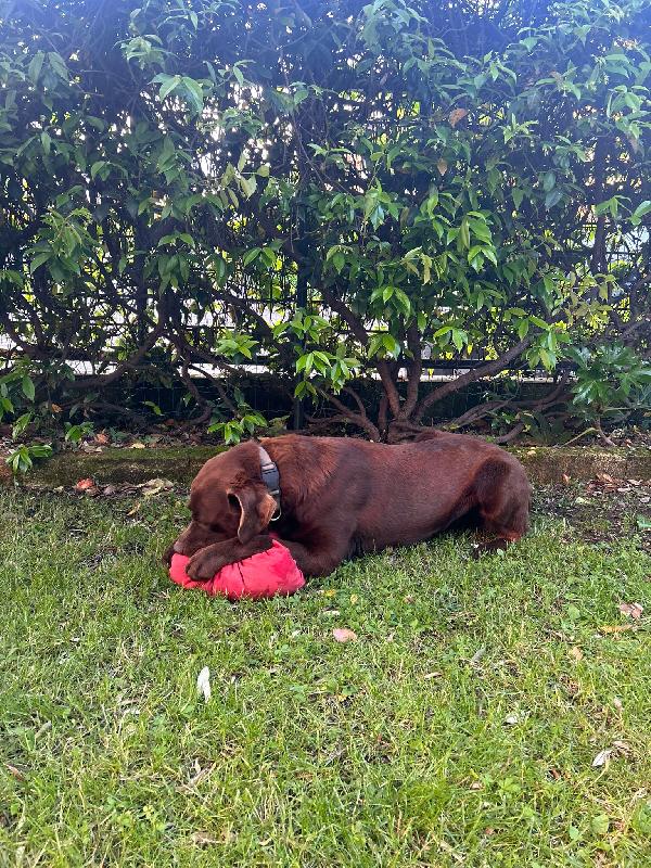 Tommy, splendido giovane Labrador chocolate  Foto 3