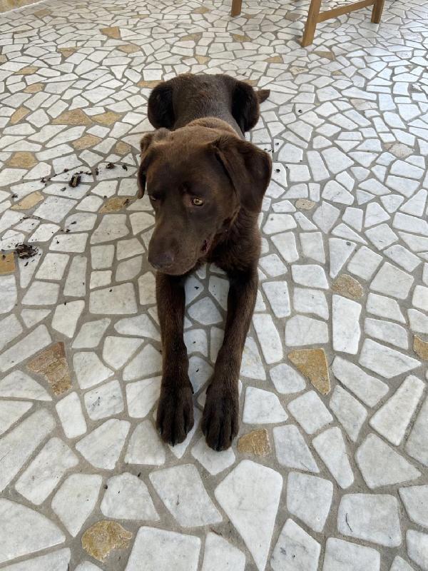 Tommy, splendido giovane Labrador chocolate  Foto 4
