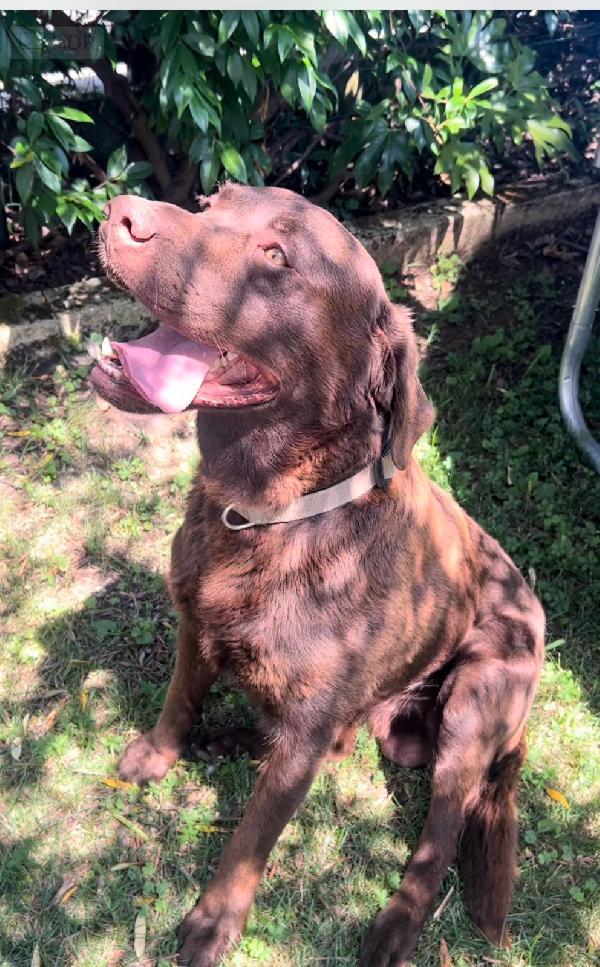 Tommy, splendido giovane Labrador chocolate  Foto 5