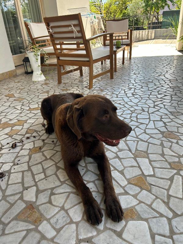 Tommy, splendido giovane Labrador chocolate  Foto 6