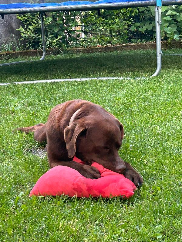 Tommy, splendido giovane Labrador chocolate  Foto 7